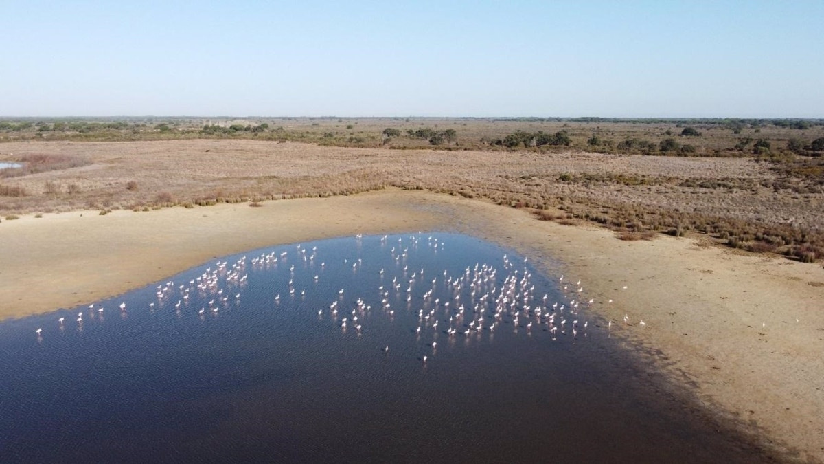 La Junta de Andalucía compra 7.500 hectáreas para proteger el parque de Doñana