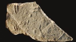 Encuentran trazas fósiles en las profundidades marinas de hace 130 millones de años
