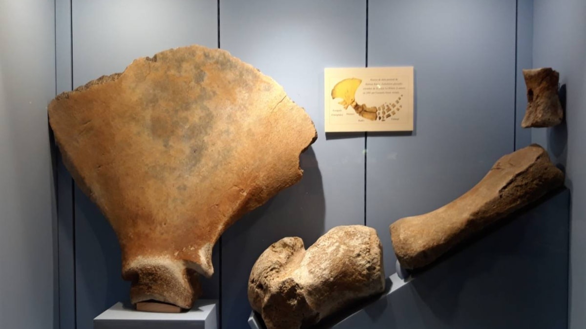 Huesos de ballena dan pistas sobre las antiguas tradiciones de su caza en Europa