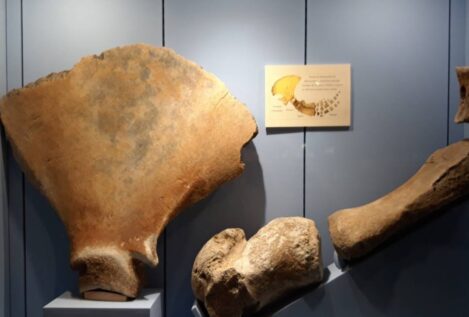 Huesos de ballena dan pistas sobre las antiguas tradiciones de su caza en Europa