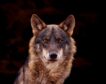 La Junta presenta sus alegaciones en la UE por la protección del lobo