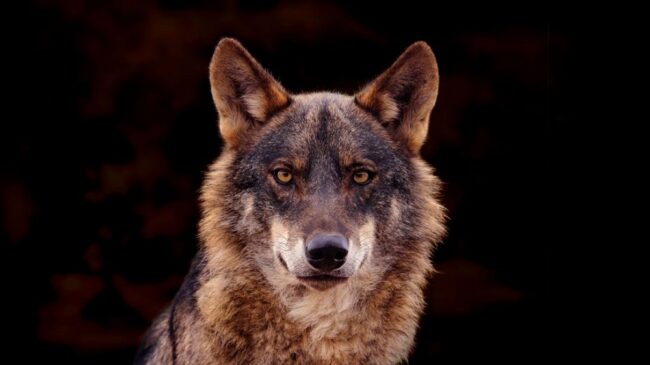 La Junta presenta sus alegaciones en la UE por la protección del lobo