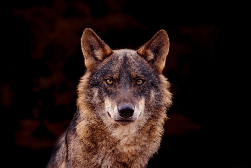 Bruselas pide rebajar la protección internacional del lobo por los ataques al ganado
