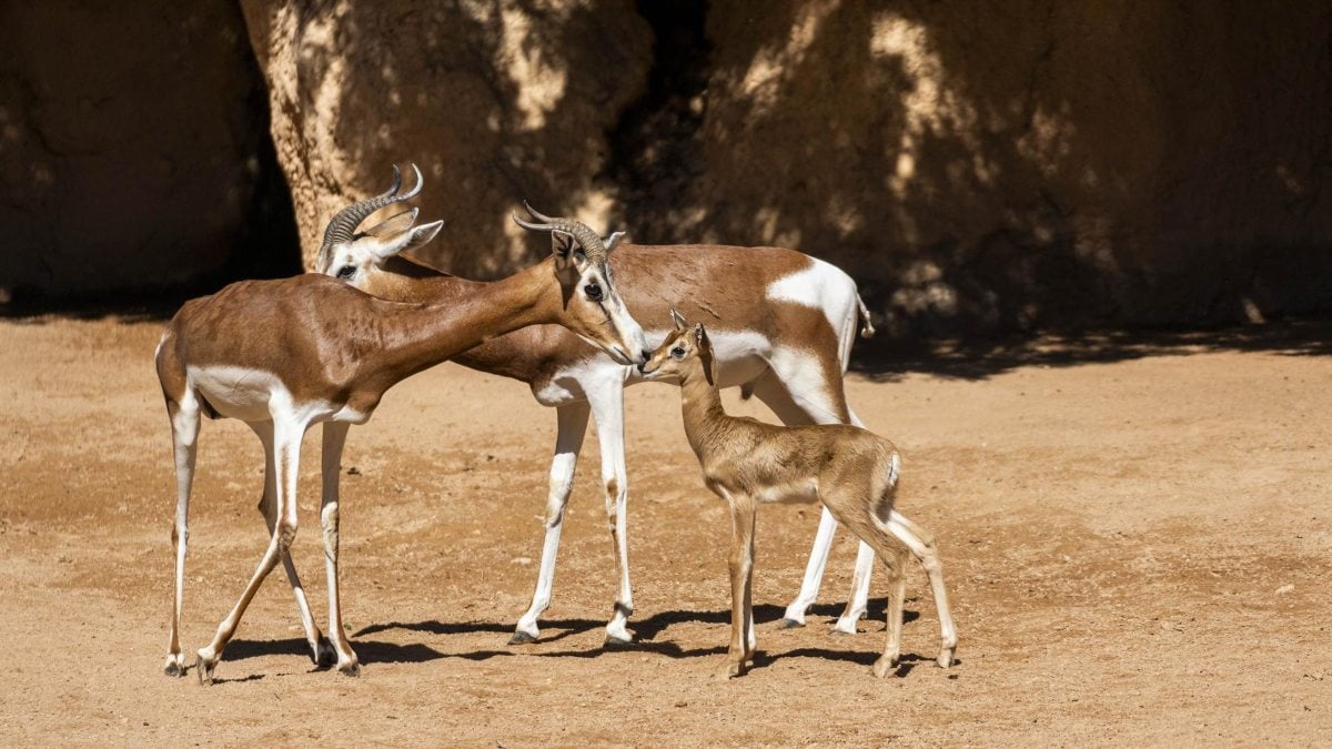 Nace en Bioparc Valencia una gacela Mhorr, especie que se consideró extinta