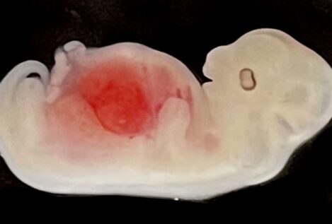Crean riñones 'humanizados' en embriones de cerdo durante 28 días
