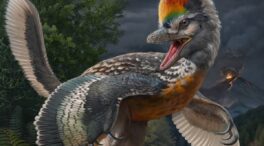 Un fósil hallado en China da nuevas claves para conocer el origen de las aves