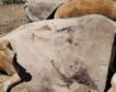 Cruce de acusaciones entre Planas y Mañueco mientras se extiende el «covid de las vacas »