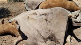 Cruce de acusaciones entre Planas y Mañueco mientras se extiende el  «covid de las vacas »