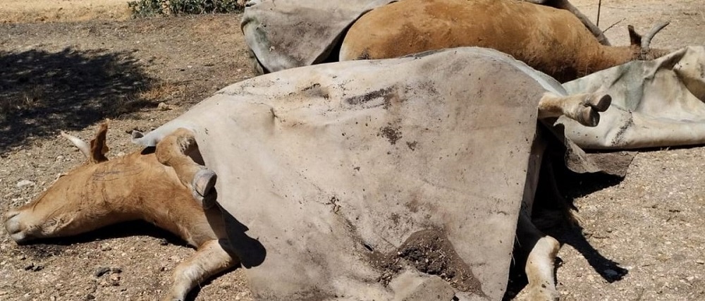 Cruce de acusaciones entre Planas y Mañueco mientras se extiende el  «covid de las vacas »