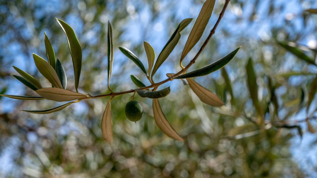 Los altos precios disparan la alerta ante los robos de aceitunas en Extremadura