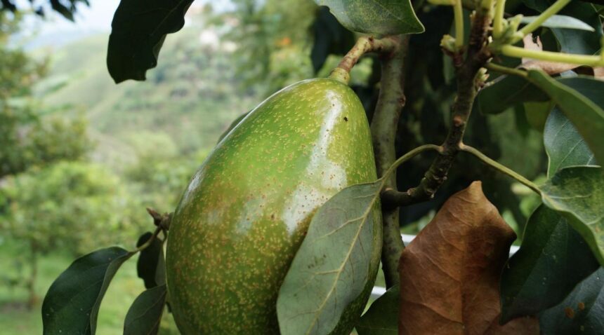 La muerte del aguacate canario: Marruecos inundará España de piezas ‘low cost’
