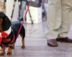 La Ley de Bienestar Animal entra en vigor: fin del sacrificio, límite de mascotas y acceso a locales