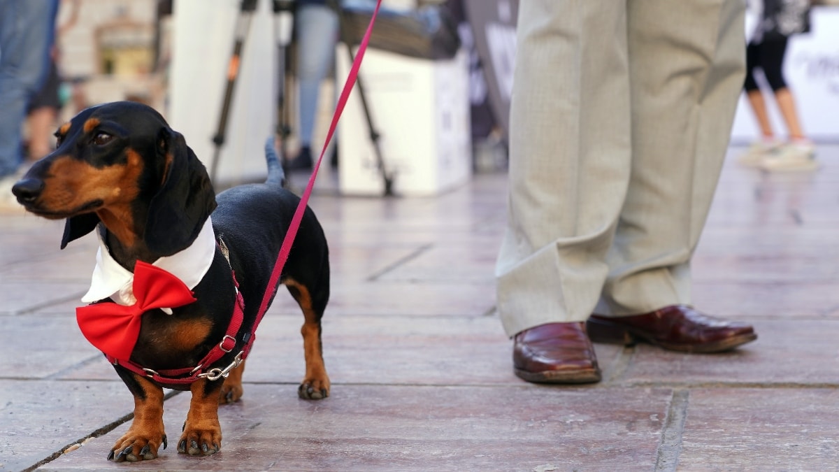 La Ley de Bienestar Animal entra en vigor: fin del sacrificio, límite de mascotas y acceso a locales