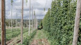 Buscan variedades de lúpulo resistentes a la sequía para mantener la producción de cerveza