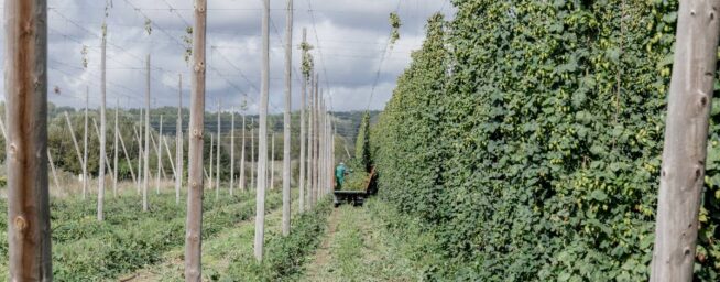 Buscan variedades de lúpulo resistentes a la sequía para mantener la producción de cerveza