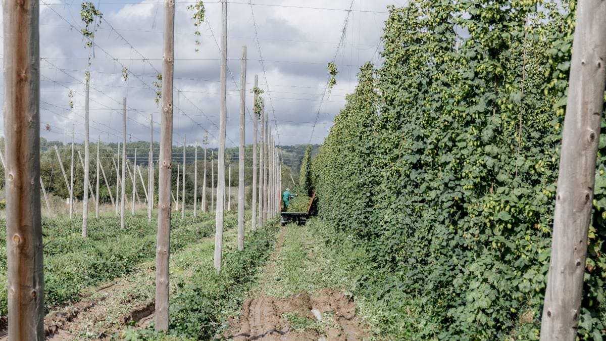 Buscan variedades de lúpulo resistentes a la sequía para mantener la producción de cerveza