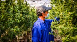 España multiplica por 15 la producción de cannabis medicinal sin haber regulado su uso