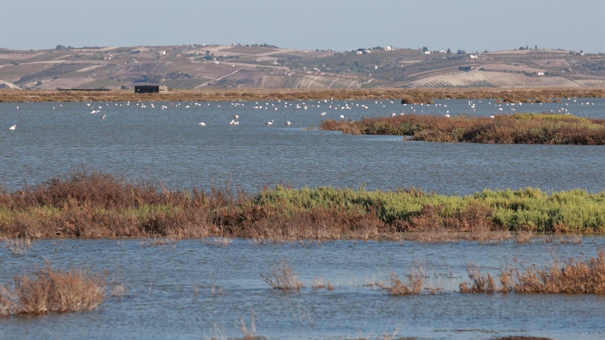 La Fiscalía investiga las extracciones de agua en el entorno de Doñana