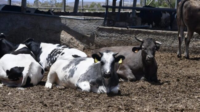 El Cabildo de Tenerife destina 2,5 millones en ayudas para alimentación de ganado
