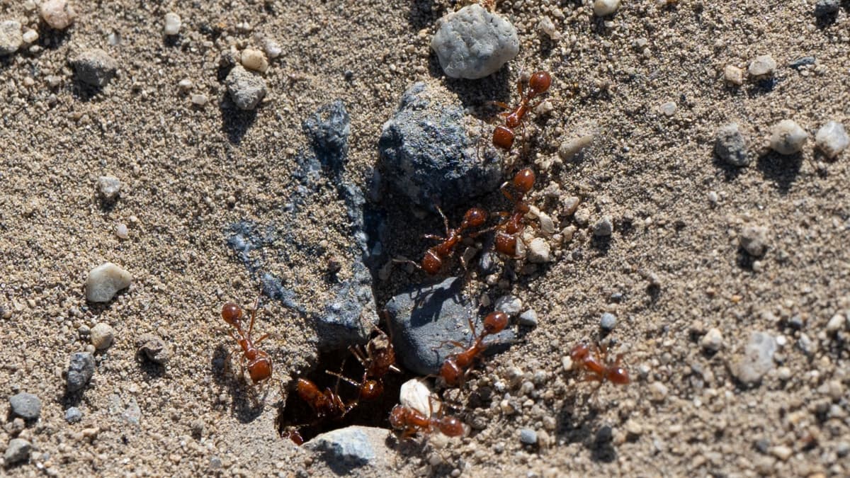La hormiga roja de fuego amenaza con llegar a España: «Puede causar choques anafilácticos»