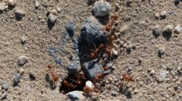 La hormiga roja de fuego amenaza con llegar a España: «Puede causar choques anafilácticos»