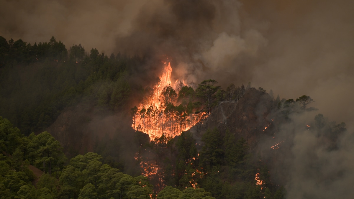El Cabildo de Tenerife da por controlado el incendio casi un mes después de su inicio