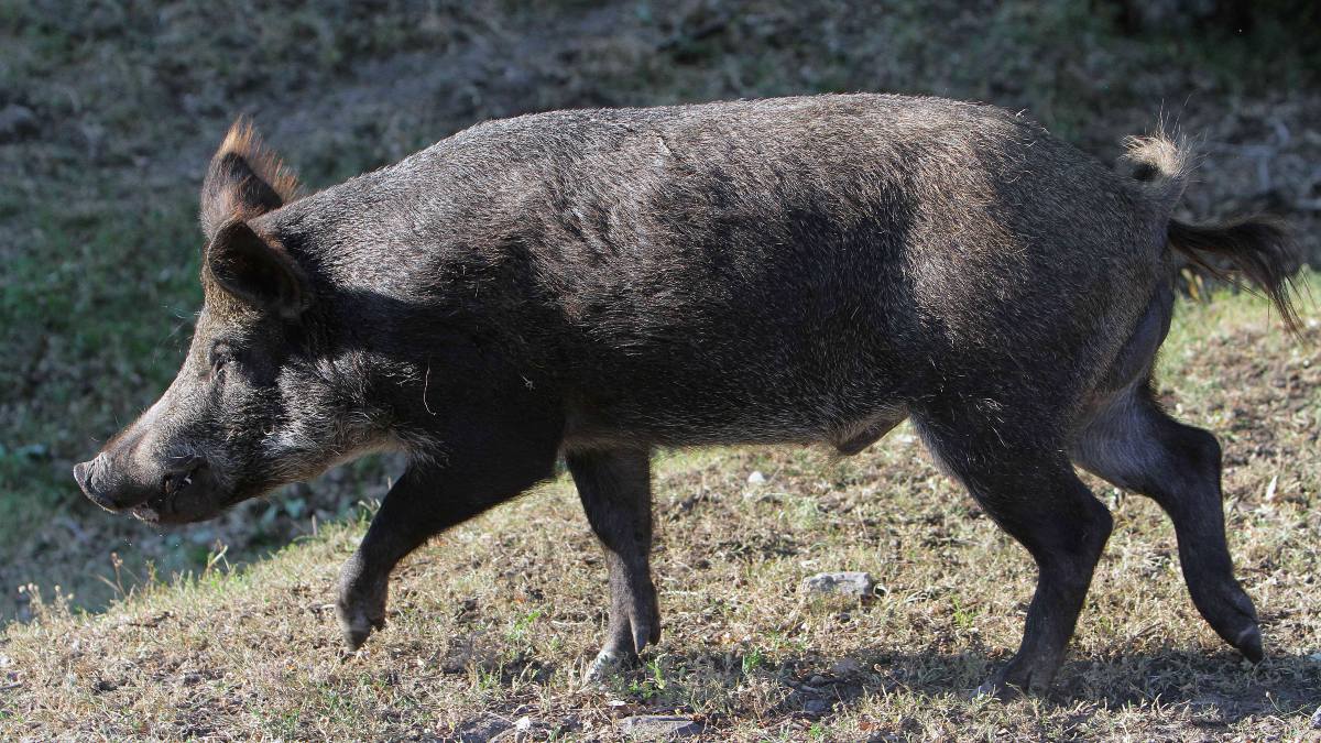 European Project Testing African Swine Fever Vaccine on Wild Boars: A Step Towards Protecting the Industry