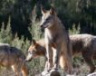 Los ganaderos piden acciones a la UE para controlar los crecientes ataques de lobos