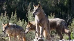 Los ganaderos piden acciones a la UE para controlar los crecientes ataques de lobos