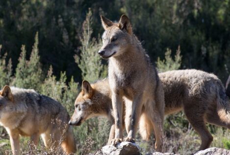 Los ataques de lobo se incrementan un 33% en Castilla y León