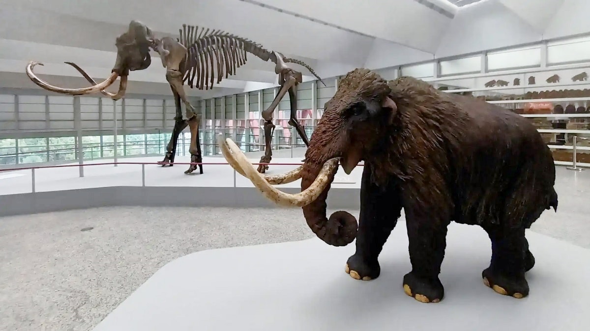 Llega a Burgos un mamut de 50.000 años de antigüedad