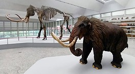 Llega a Burgos un mamut de 50.000 años de antigüedad