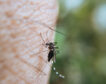 Aumentan los controles sobre el virus del Nilo Occidental en Andalucía