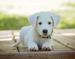 Ley de bienestar animal: estos son los collares de perro prohibidos