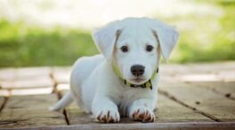 Ley de bienestar animal: estos son los collares de perro prohibidos