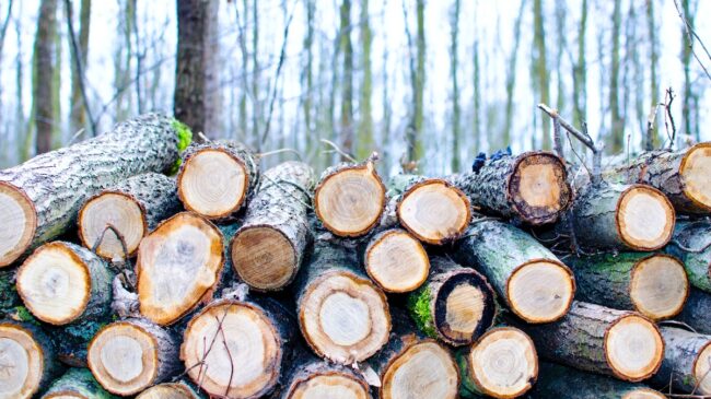La Junta licita en León 31 lotes de madera valorados en más de un millón de euros