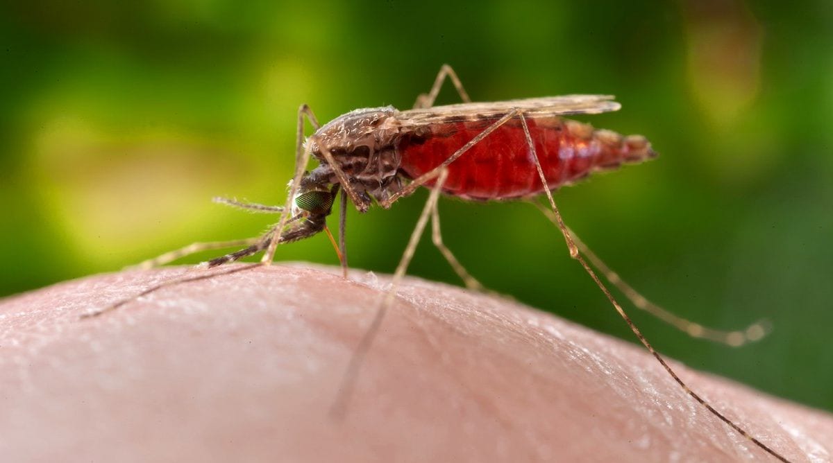 ¿Y si la malaria volviera a llamar a las puertas de Europa?