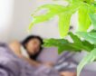 ¿Es peligroso dormir con plantas? Esto es lo que dice la ciencia