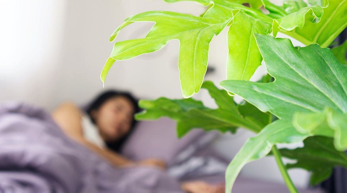¿Es peligroso dormir con plantas? Esto es lo que dice la ciencia