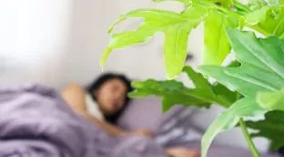 ¿Es peligroso dormir con plantas? Esto es lo que dice la ciencia