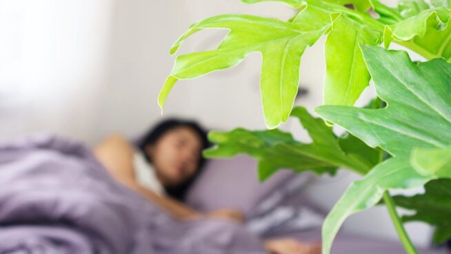 ¿Es peligroso dormir con plantas? Esto es lo que dice la ciencia