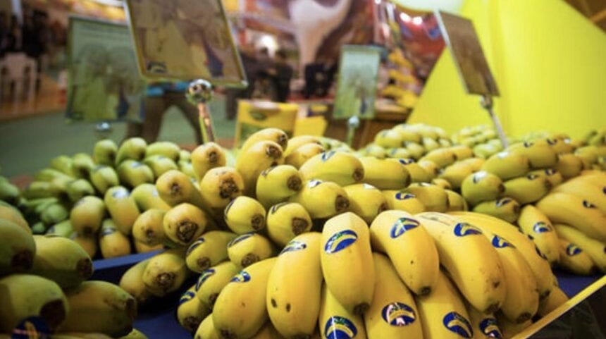 El plátano de Canarias se suma a la papa y augura una importante subida de precios

