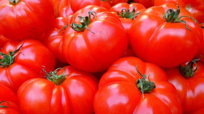Nueva vía para crear tomates resistentes a plantas parásitas sin afectar a su crecimiento