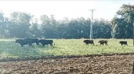 Se escapan 10 toros del matadero de Laguna de Duero en Valladolid