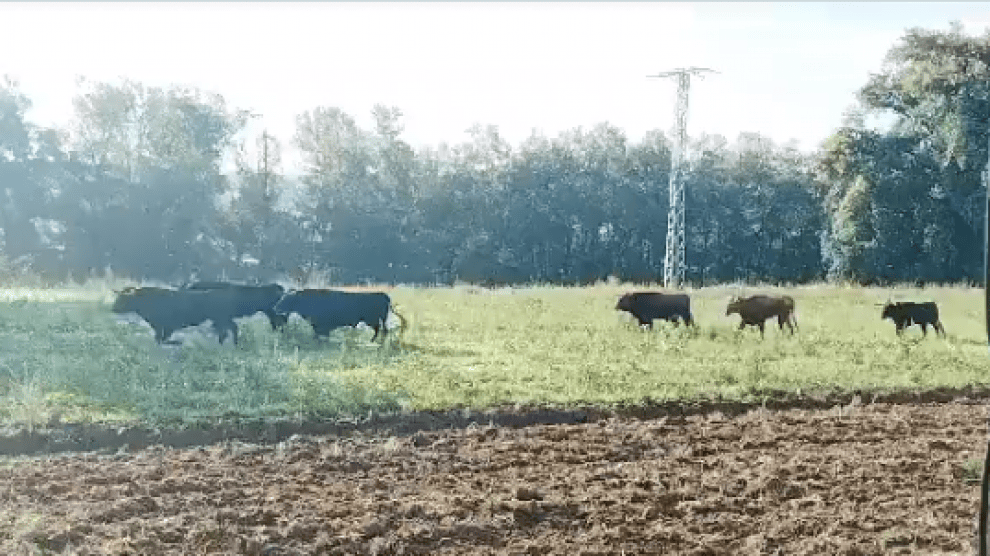 Se escapan 10 toros del matadero de Laguna de Duero en Valladolid