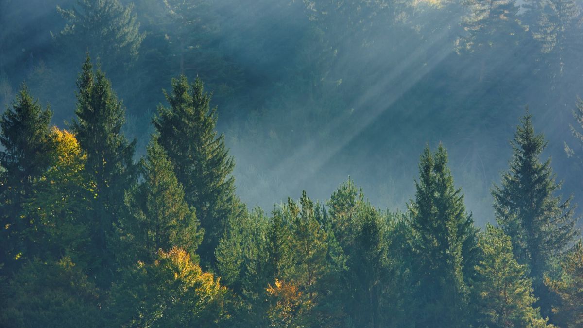 Bank of Climate lanza una nueva línea dedicada al asesoramiento en la descarbonización