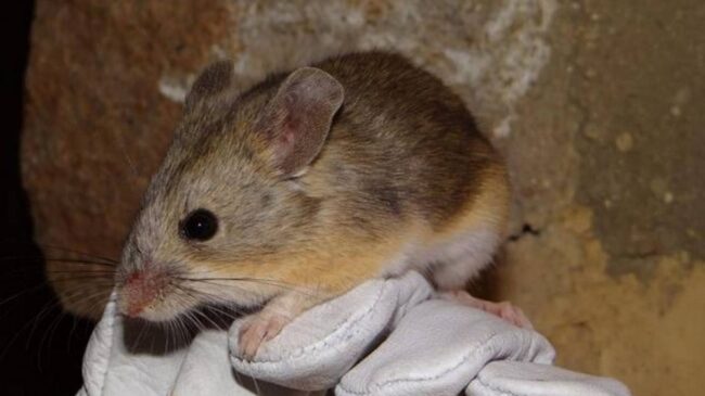 Descubren ratones momificados en la cima de volcanes andinos