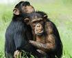El comportamiento homosexual en mamíferos es más frecuente en especies sociales