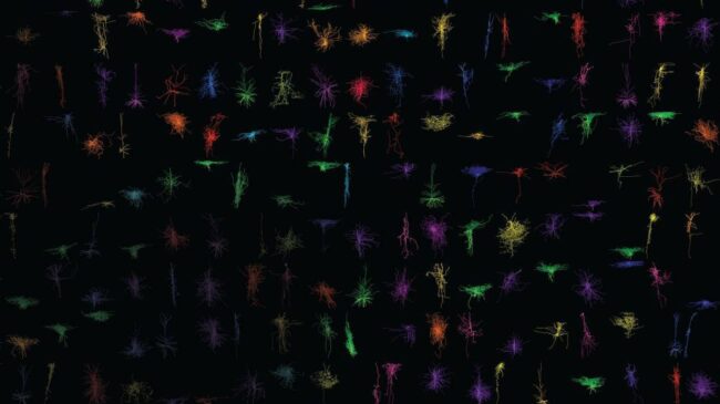El mayor 'atlas' de células cerebrales ayudará a revelar lo que nos hace humanos