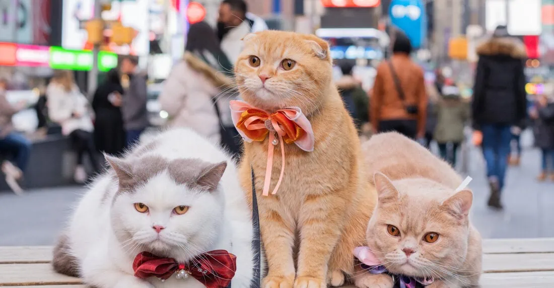 ¿El hombre domesticó al gato? Un estudio encontró una curiosa respuesta